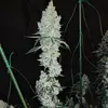 Lemon Cherry Pie R1, Фасовка: 5
